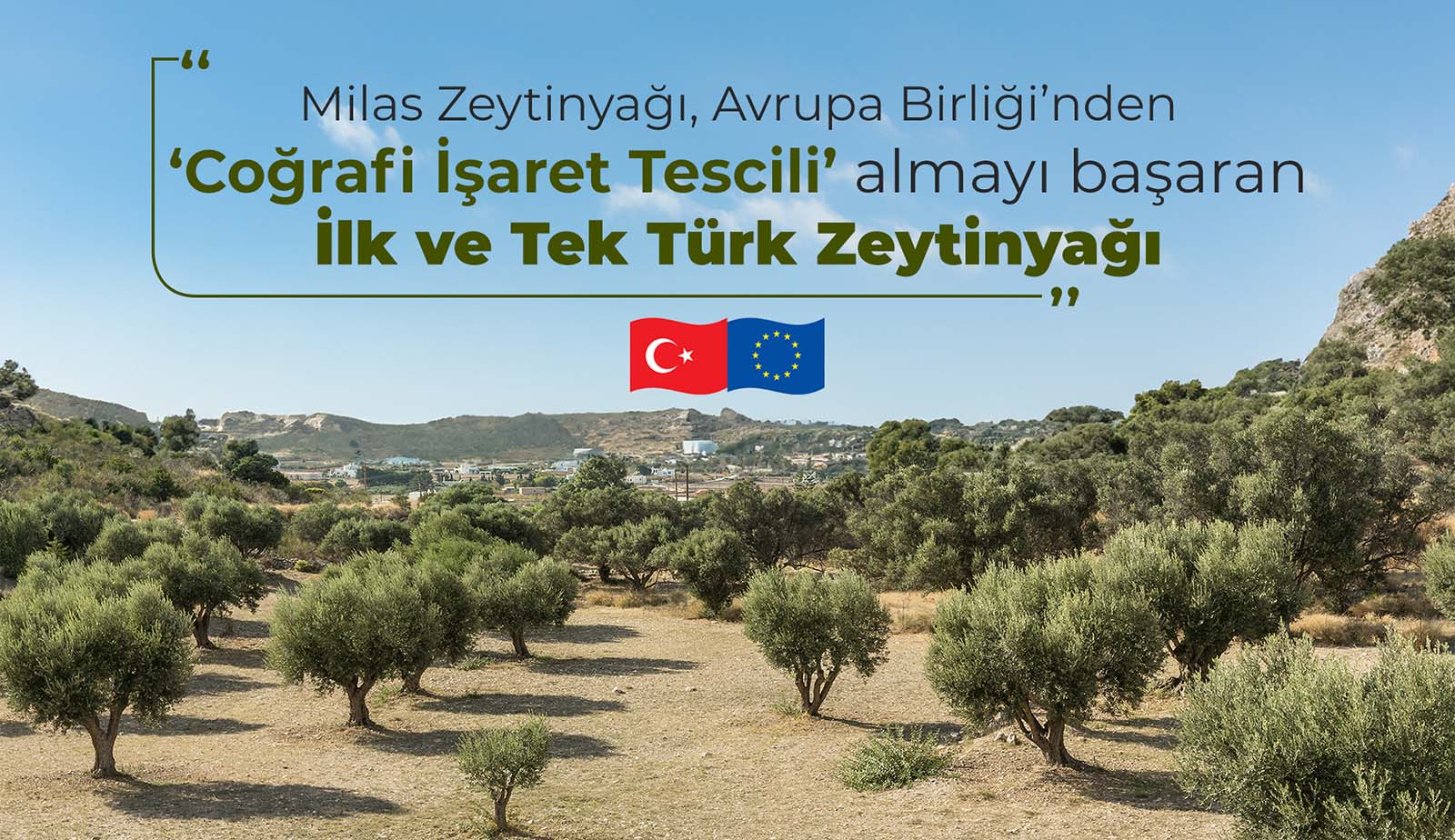 Avrupa Birliği Tascilli Zeytinyağ